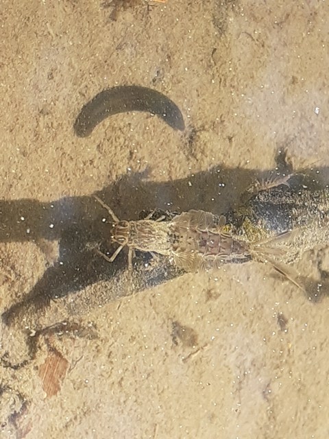 Siphlonurus armatus