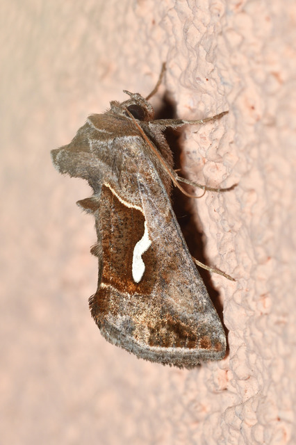 Macdunnoughia confusa - cseppfoltos ezüstbagoly
