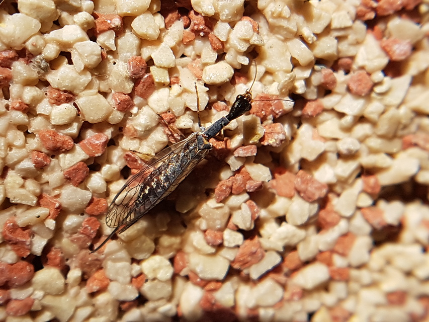 Raphidioptera - Tevenyakú-fátyolkák