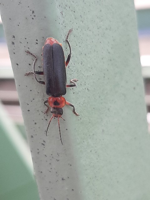 Cantharis rustica - suszterbogár
