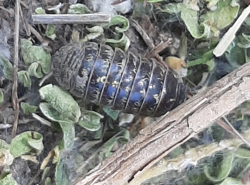 Armadillidium