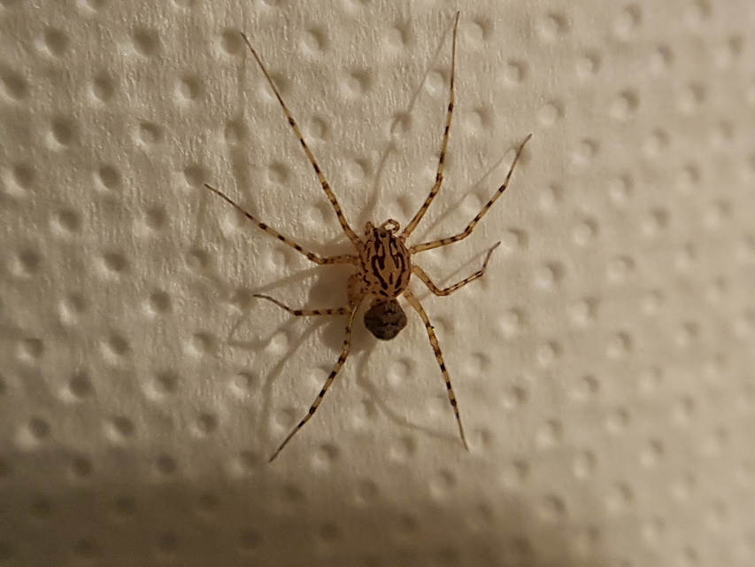 Scytodes thoracica - közönséges csupaszpók