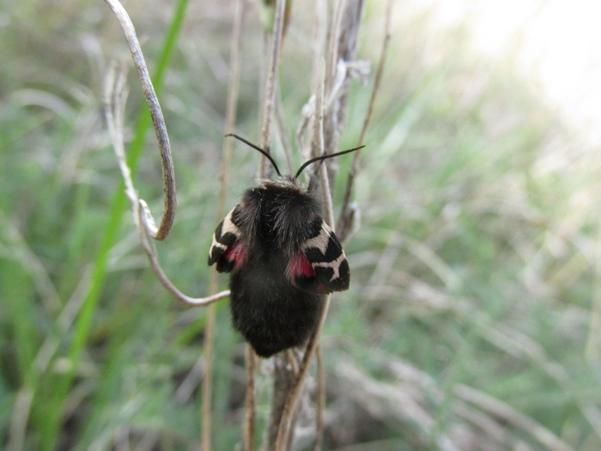 Watsonarctia deserta - tarka medvelepke