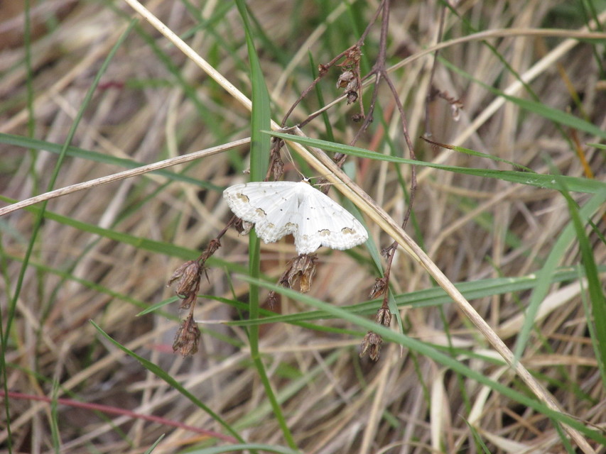 Scopula ornata - díszes fehéraraszoló