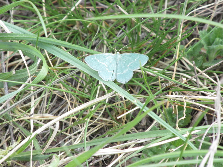 Chlorissa cloraria - sárgászöld araszoló