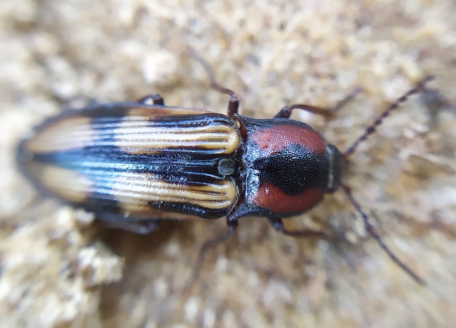 Selatosomus cruciatus - keresztes pattanó