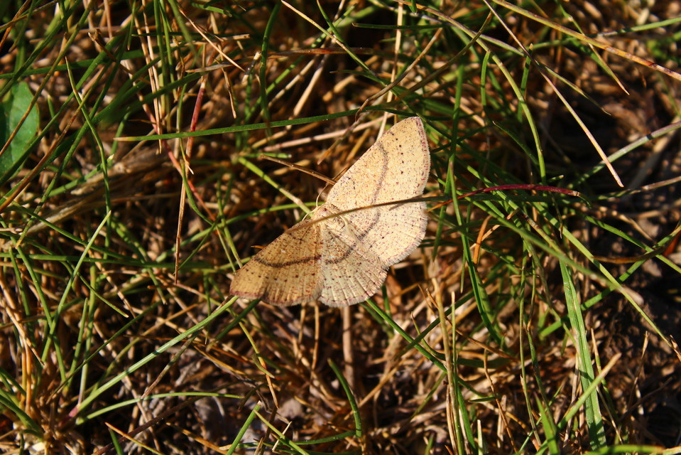 Cyclophora ruficiliaria - vörösrojtú pettyesaraszoló