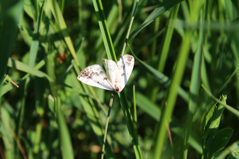 Lomographa temerata - foltos fehéraraszoló