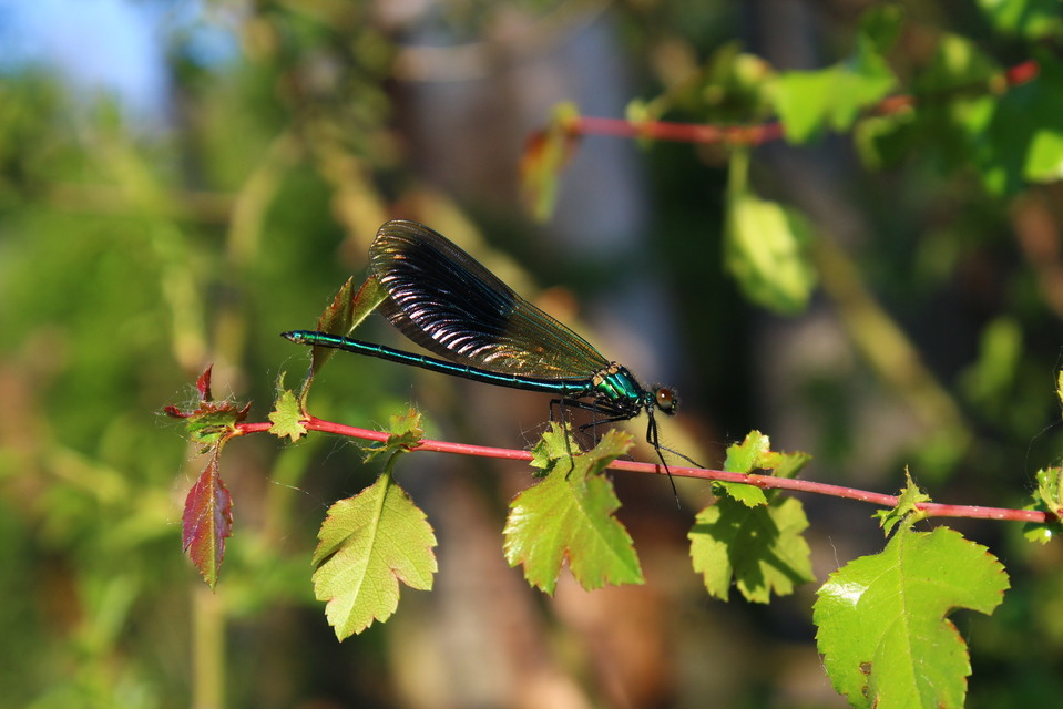 Calopteryx splendens - sávos szitakötő