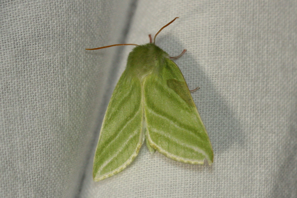 Pseudoips prasinana - bükkfa-zöldbagoly
