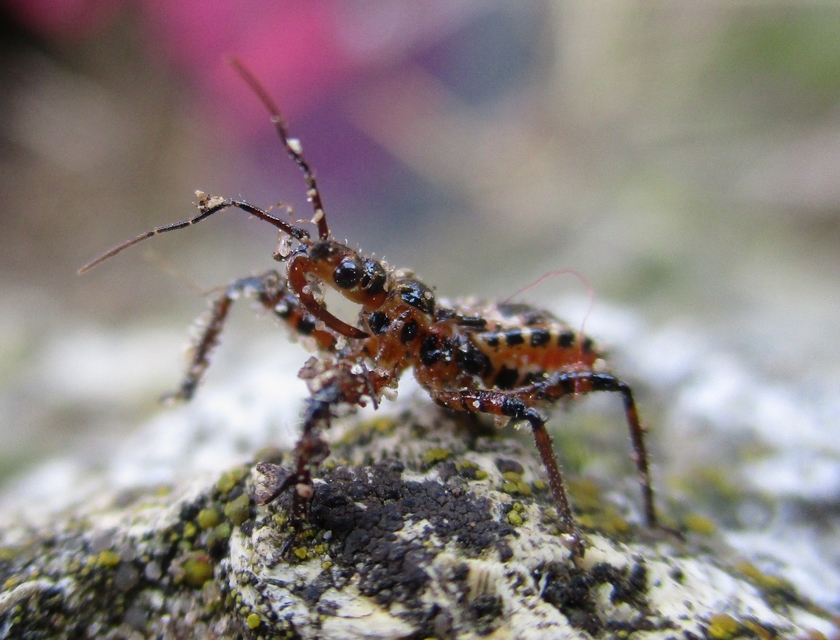 Rhynocoris