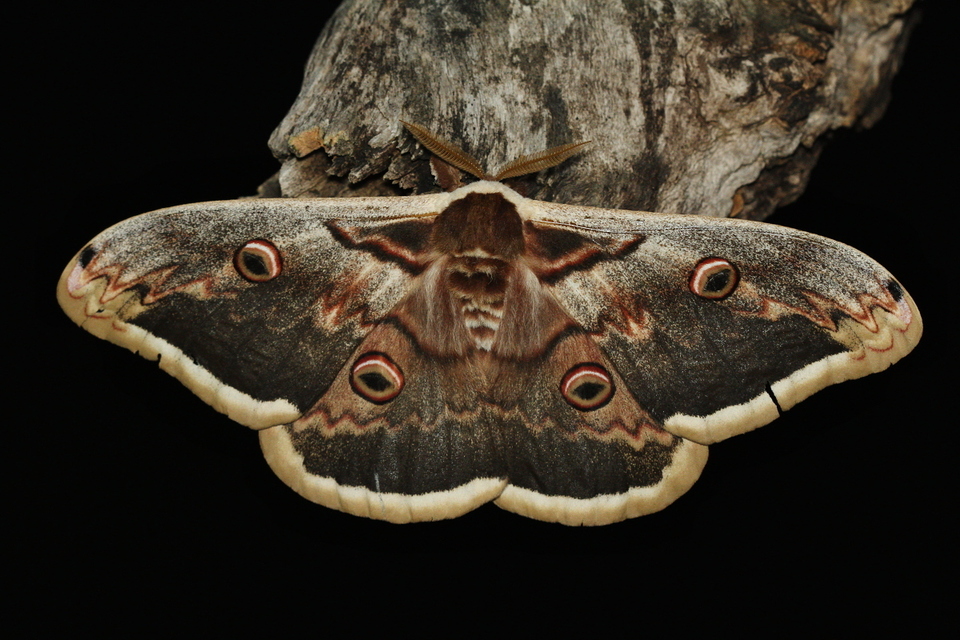 Saturnia pyri - nagy pávaszem