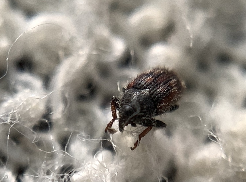 Mecinus labilis - tarka útifűormányos