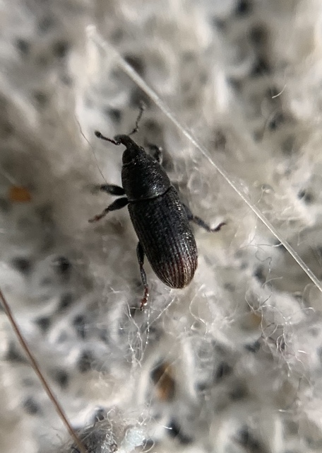 Mecinus pyraster - szélesnyakú útifűormányos