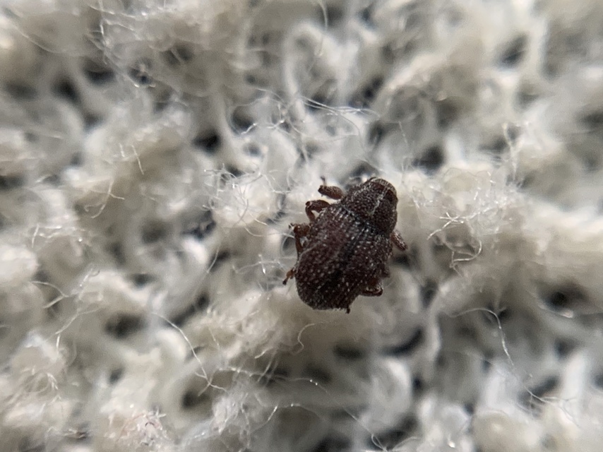 Trichosirocalus troglodytes - kis útifűormányos