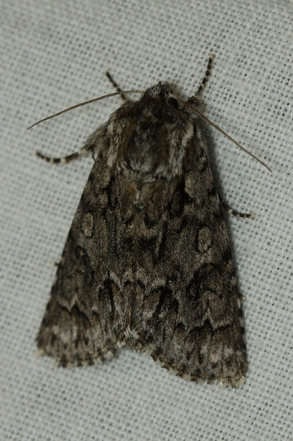 Acronicta auricoma - aranyos szigonyosbagoly
