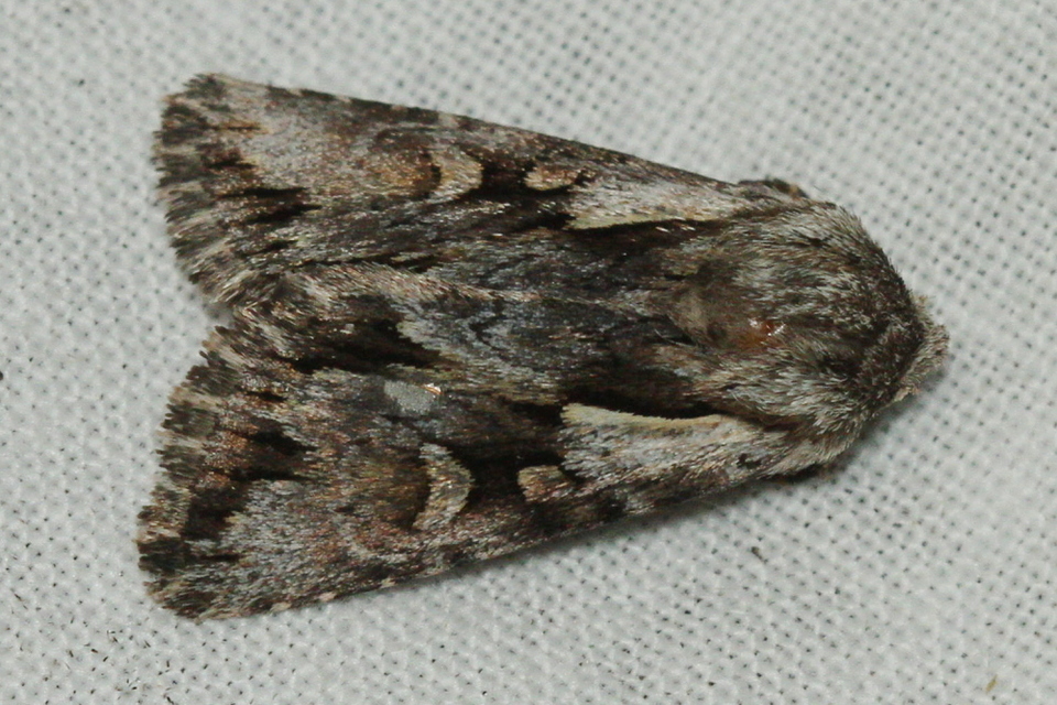 Chloantha hyperici - orbáncfű-sugarasbagoly
