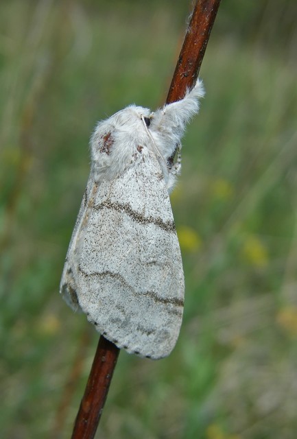 Calliteara pudibunda - hamvasszövő