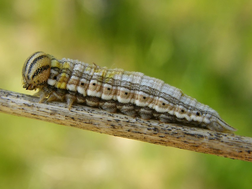 Brintesia circe - fehéröves szemeslepke