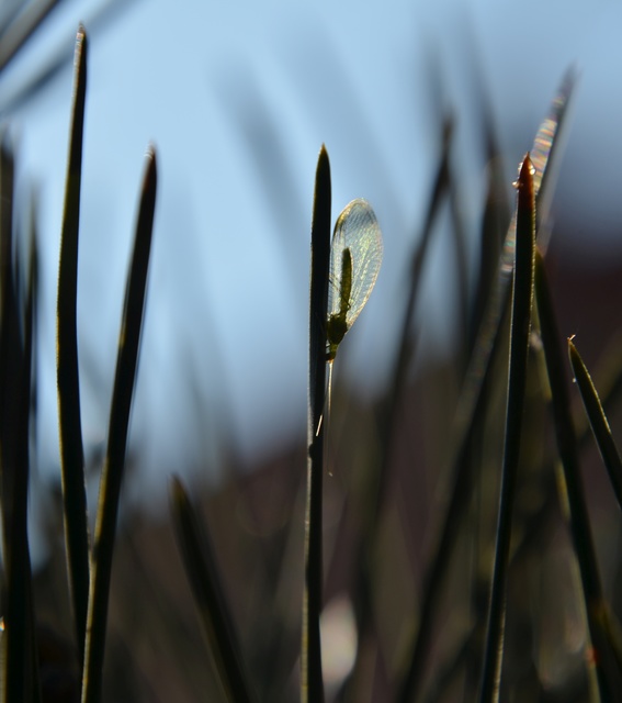 Chrysopidae - zöldfátyolkák