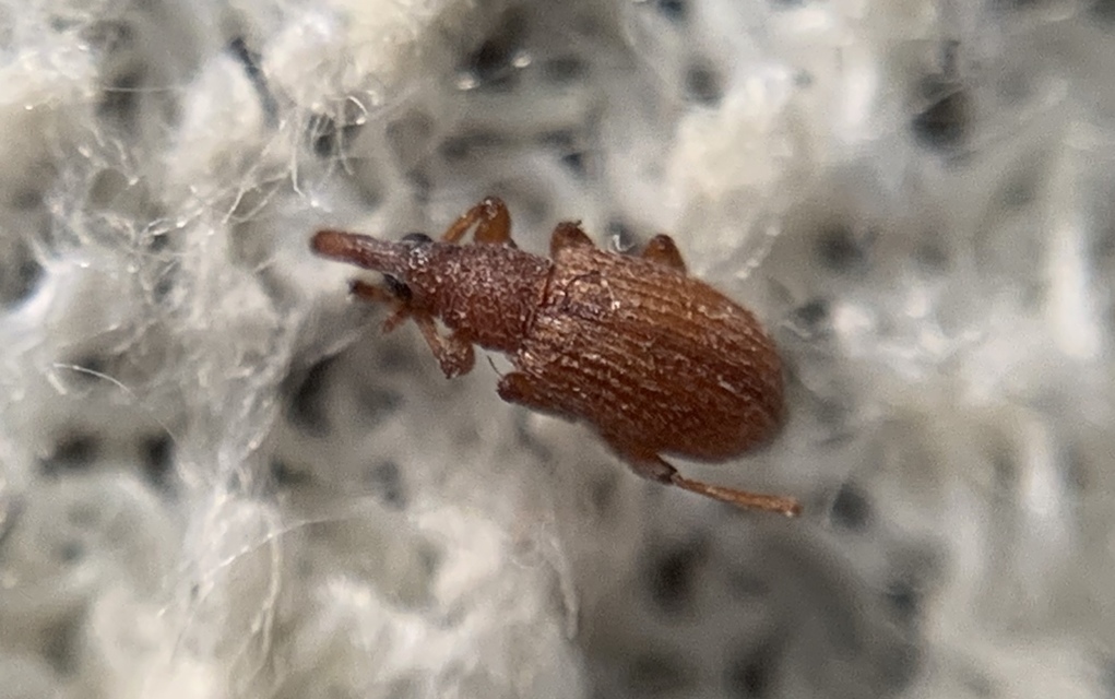 Apion rubiginosum - sóskaszár-cickányormányos