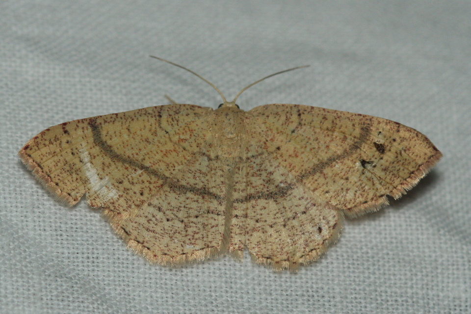 Cyclophora ruficiliaria - vörösrojtú pettyesaraszoló