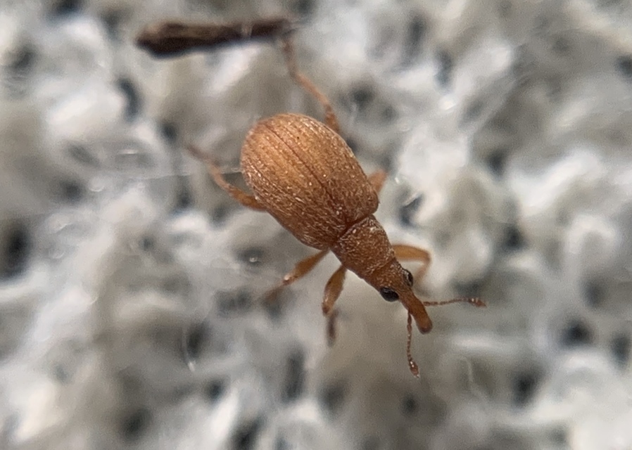 Apion rubiginosum - sóskaszár-cickányormányos