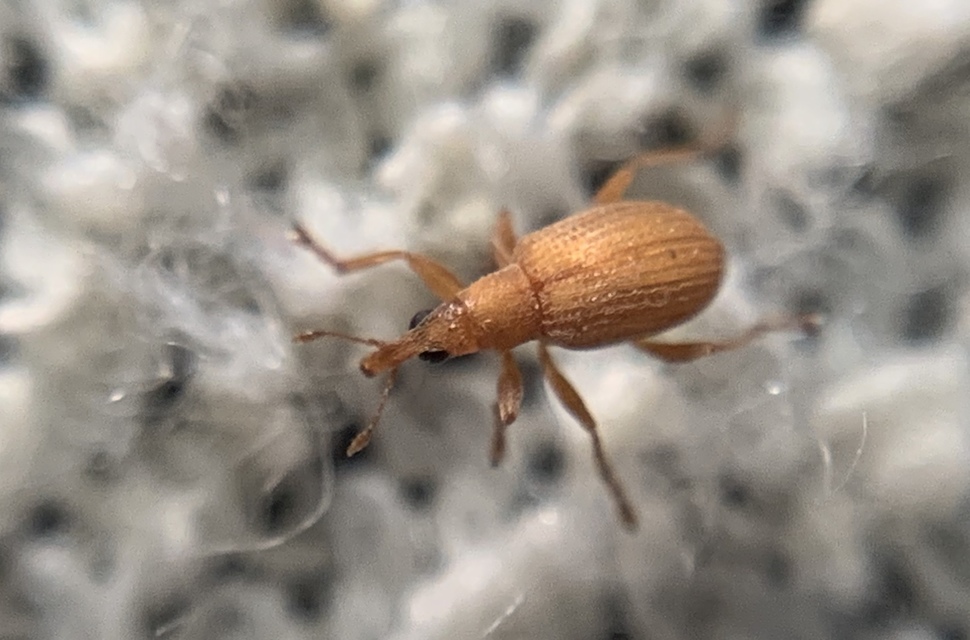 Apion rubiginosum - sóskaszár-cickányormányos