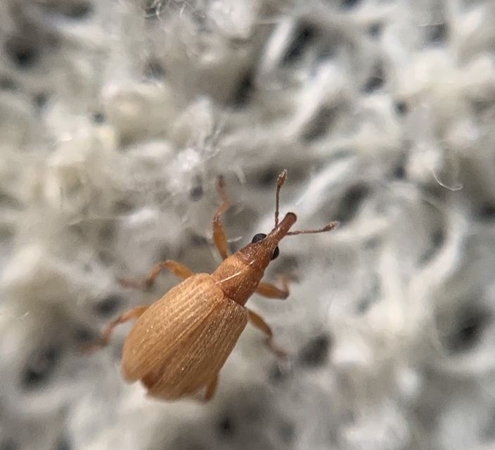 Apion rubiginosum - sóskaszár-cickányormányos