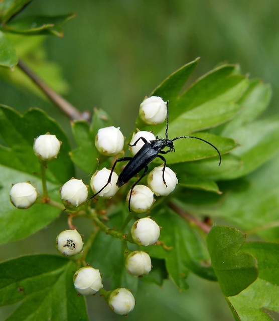 Stenurella nigra - fekete karcsúcincér