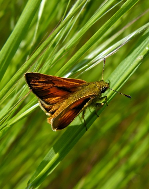 Ochlodes sylvanus - erdei busalepke