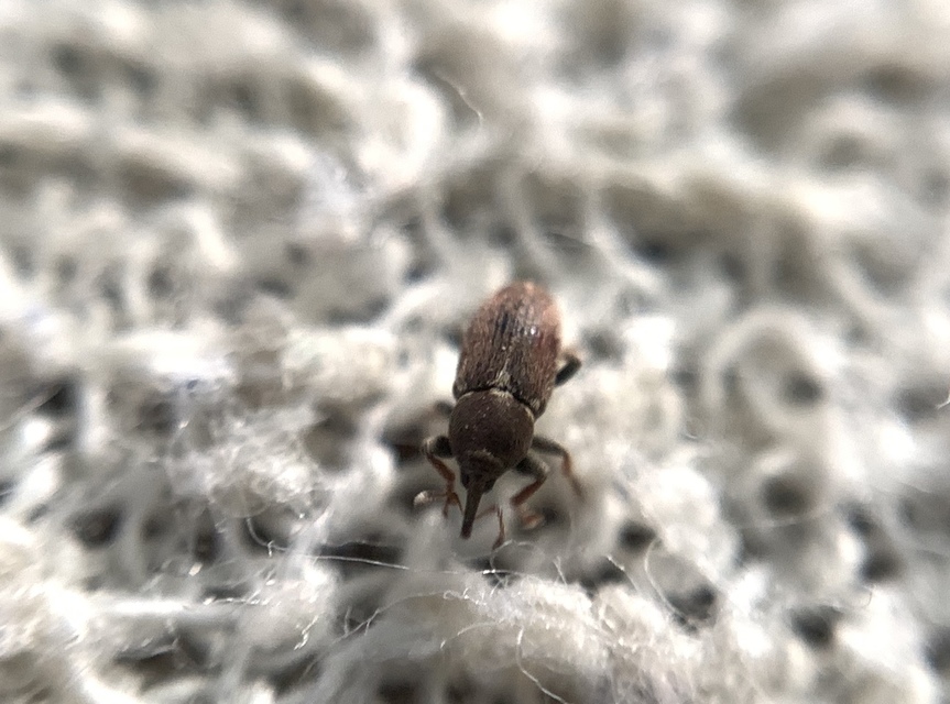 Tychius cuprifer - rezesbarna tímárormányos