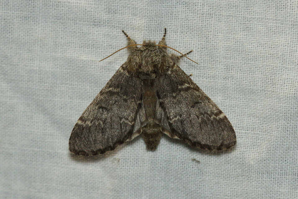 Drymonia ruficornis - cserfa-púposszövő