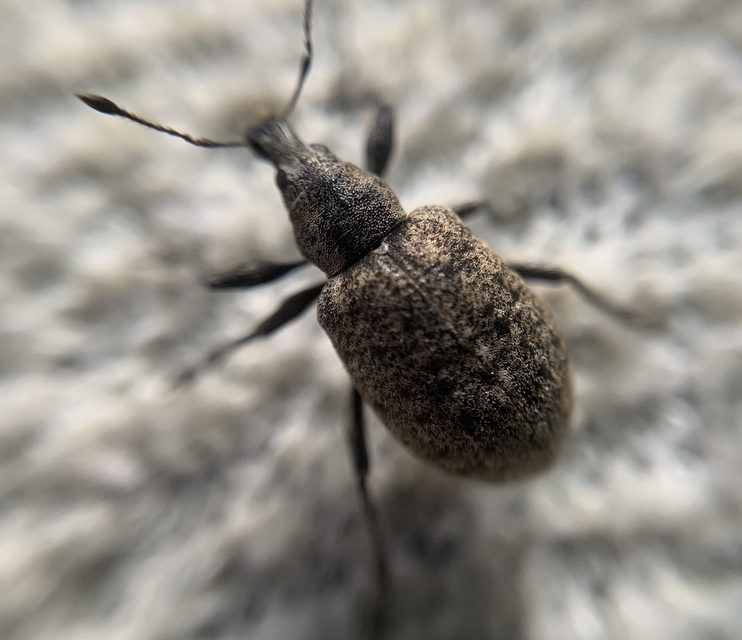 Liophloeus tessulatus - kockás barabolyormányos