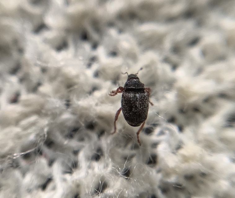 Oprohinus consputus - hamvas hagymaormányos