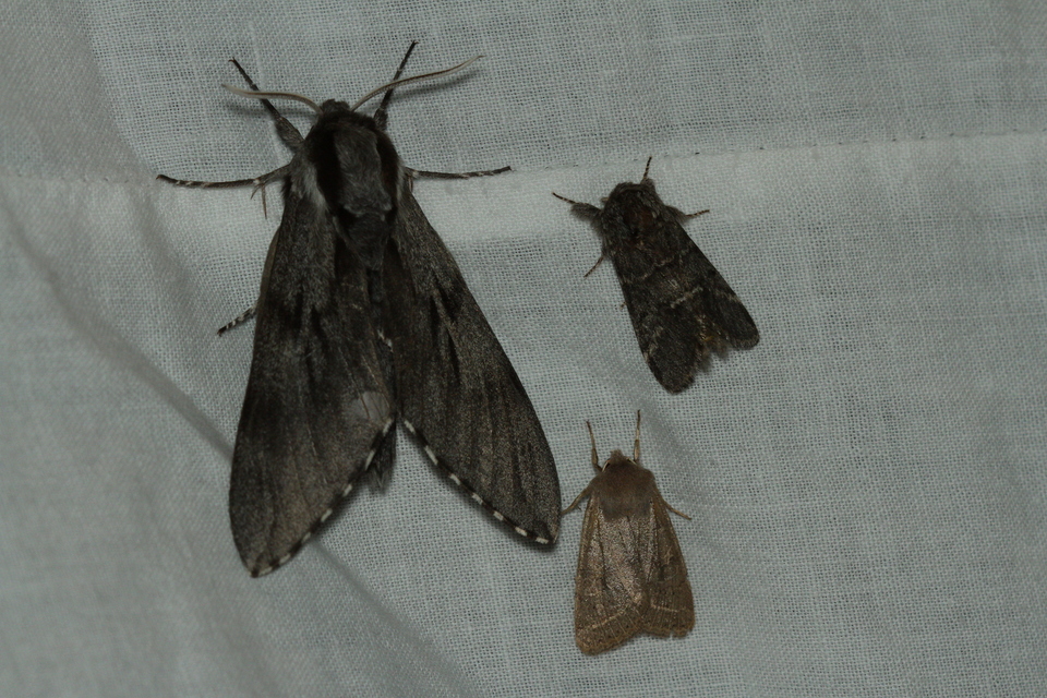 Hyloicus pinastri - fenyőszender