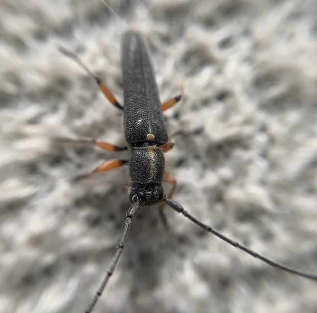 Phytoecia icterica - murokcincér Phytoecia icterica - murokcincér