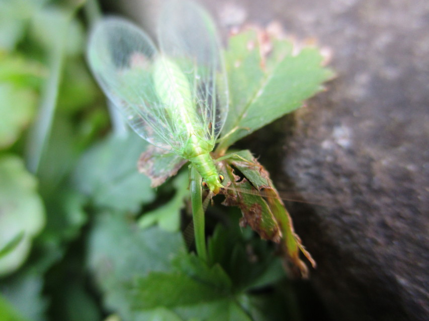 Chrysopidae - zöldfátyolkák