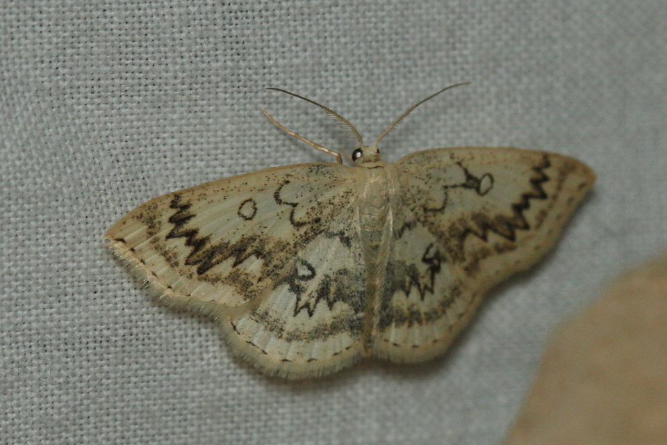 Cyclophora annularia - gyűrűs pettyesaraszoló