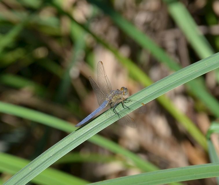 Orthetrum coerulescens - karcsú pásztorszitakötő