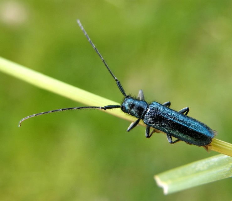 Cerambycidae - cincérfélék