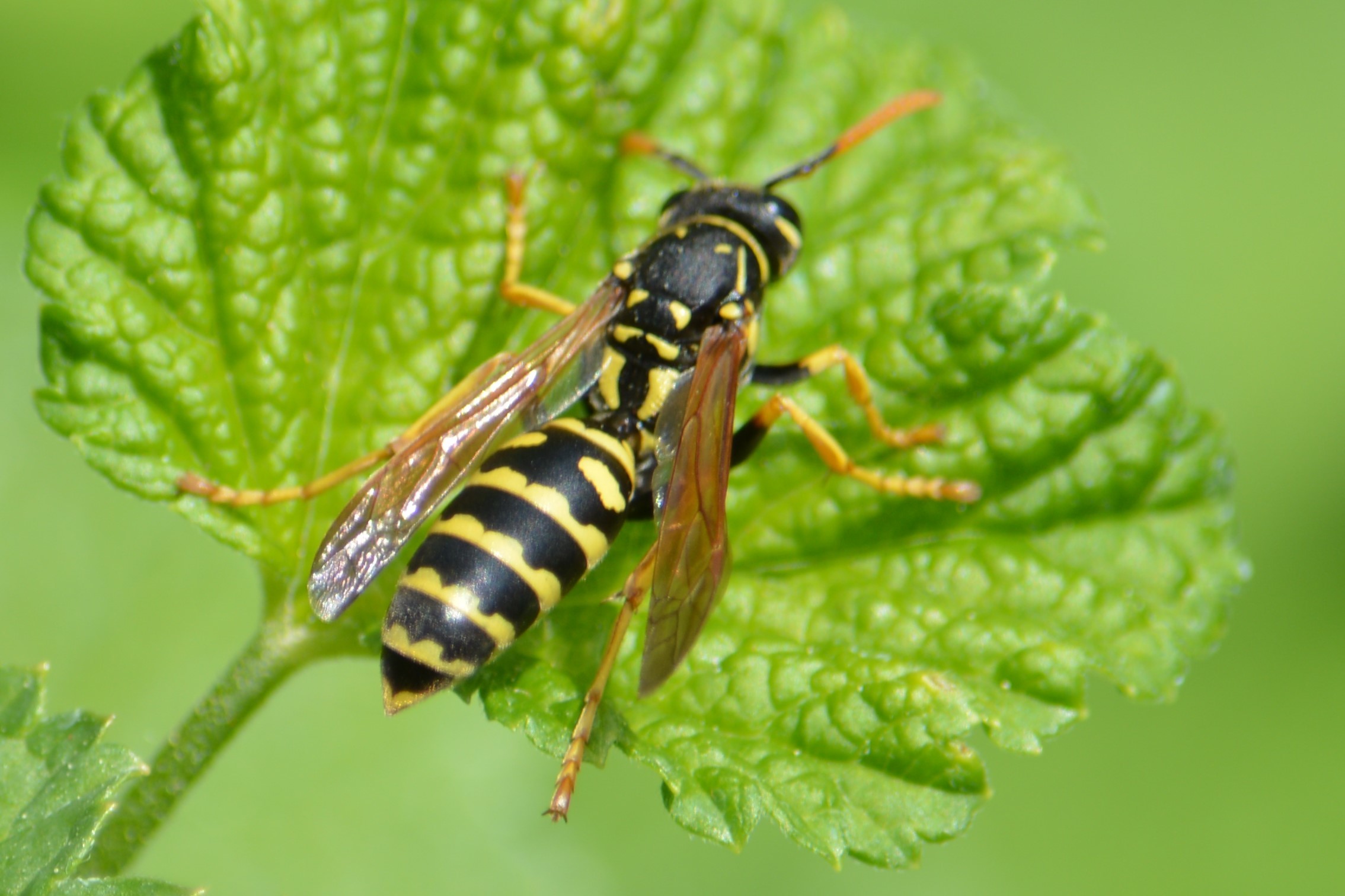 Polistes dominulus - déli papírdarázs