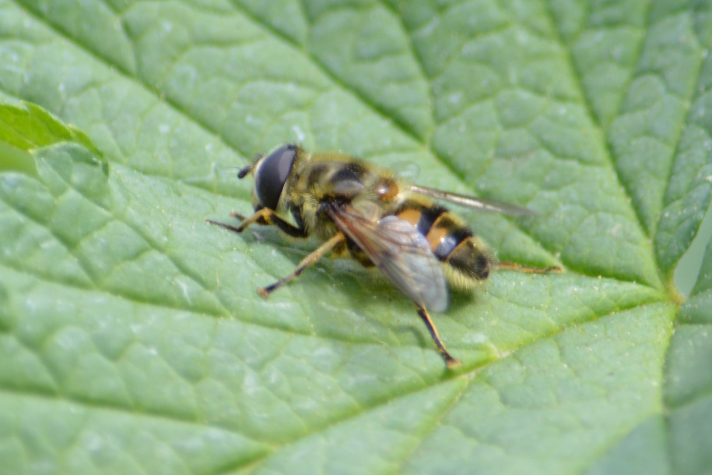 Myathropa florea - halálfejes odúlégy