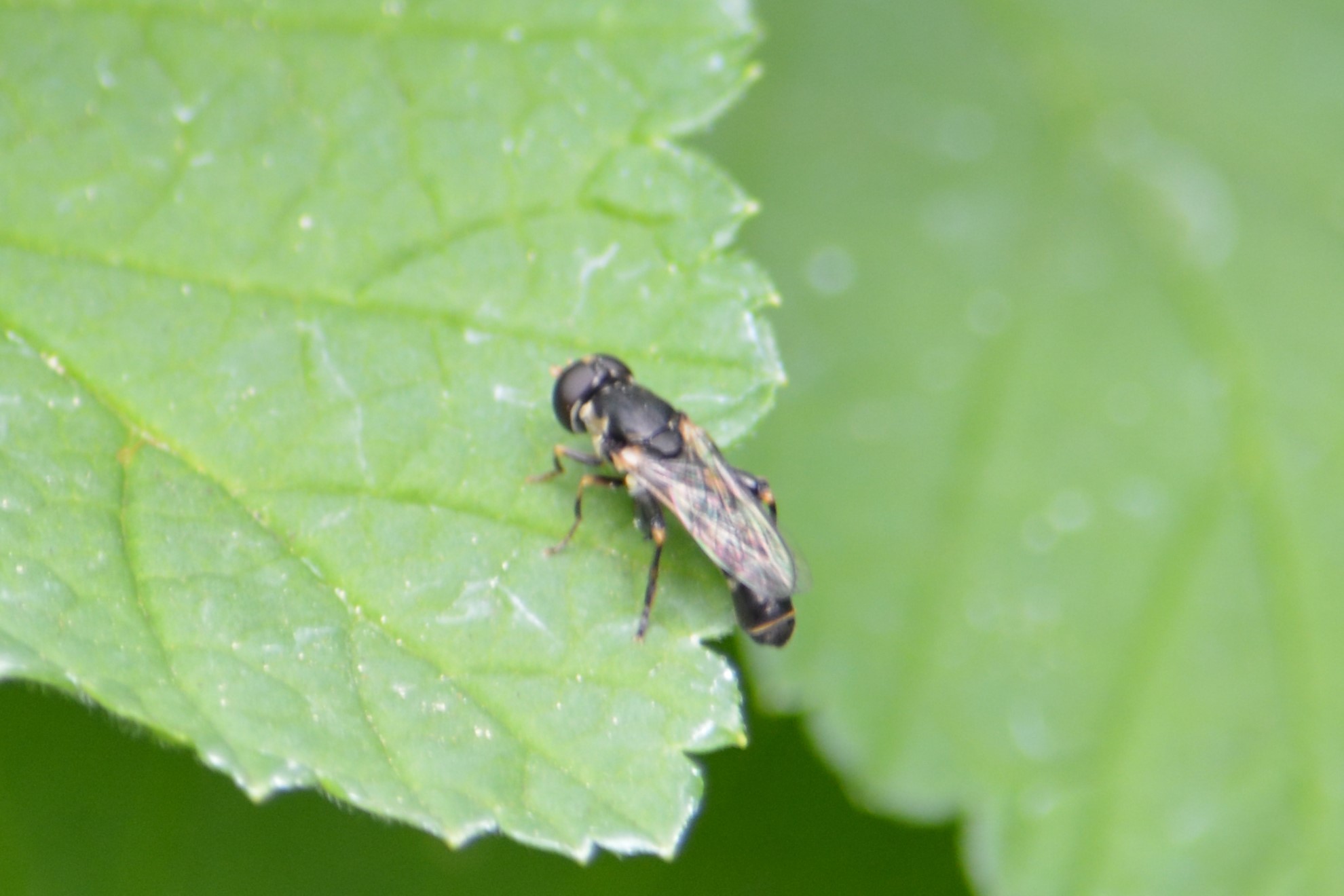 Syritta pipiens - zizegő comboslégy