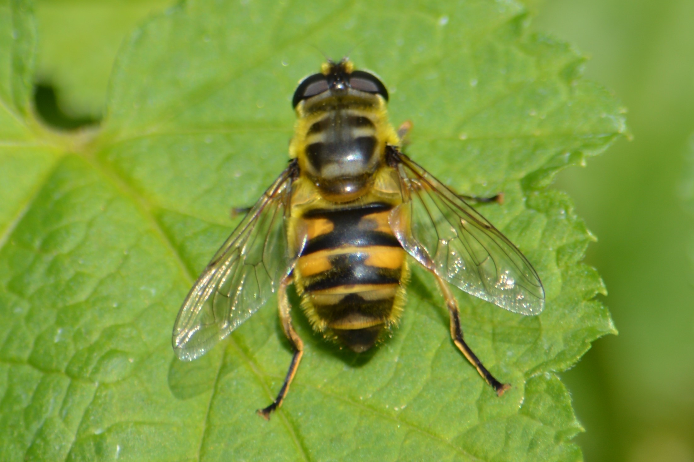 Myathropa florea - halálfejes odúlégy