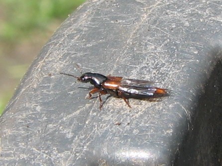 Astrapaeus ulmi - pirosöves mohaholyva