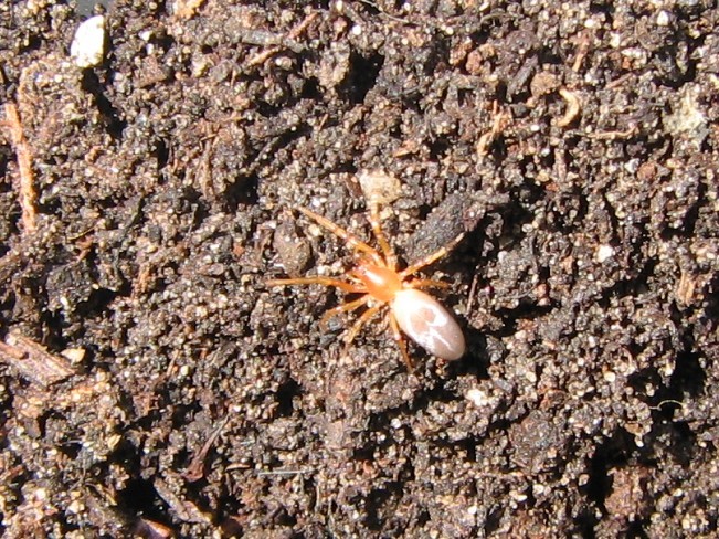 Dysderidae - fojtópókok