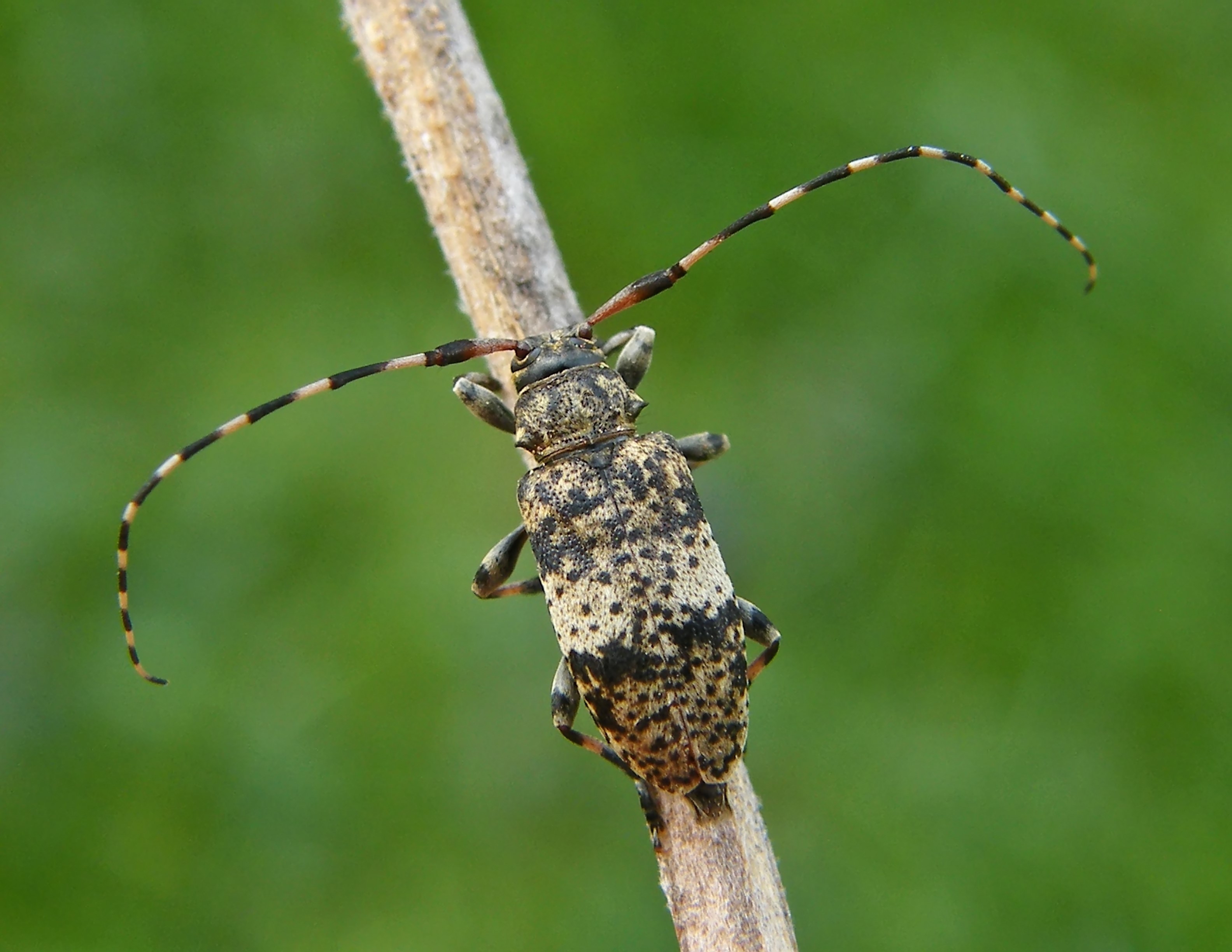Leiopus nebulosus - öves gesztcincér