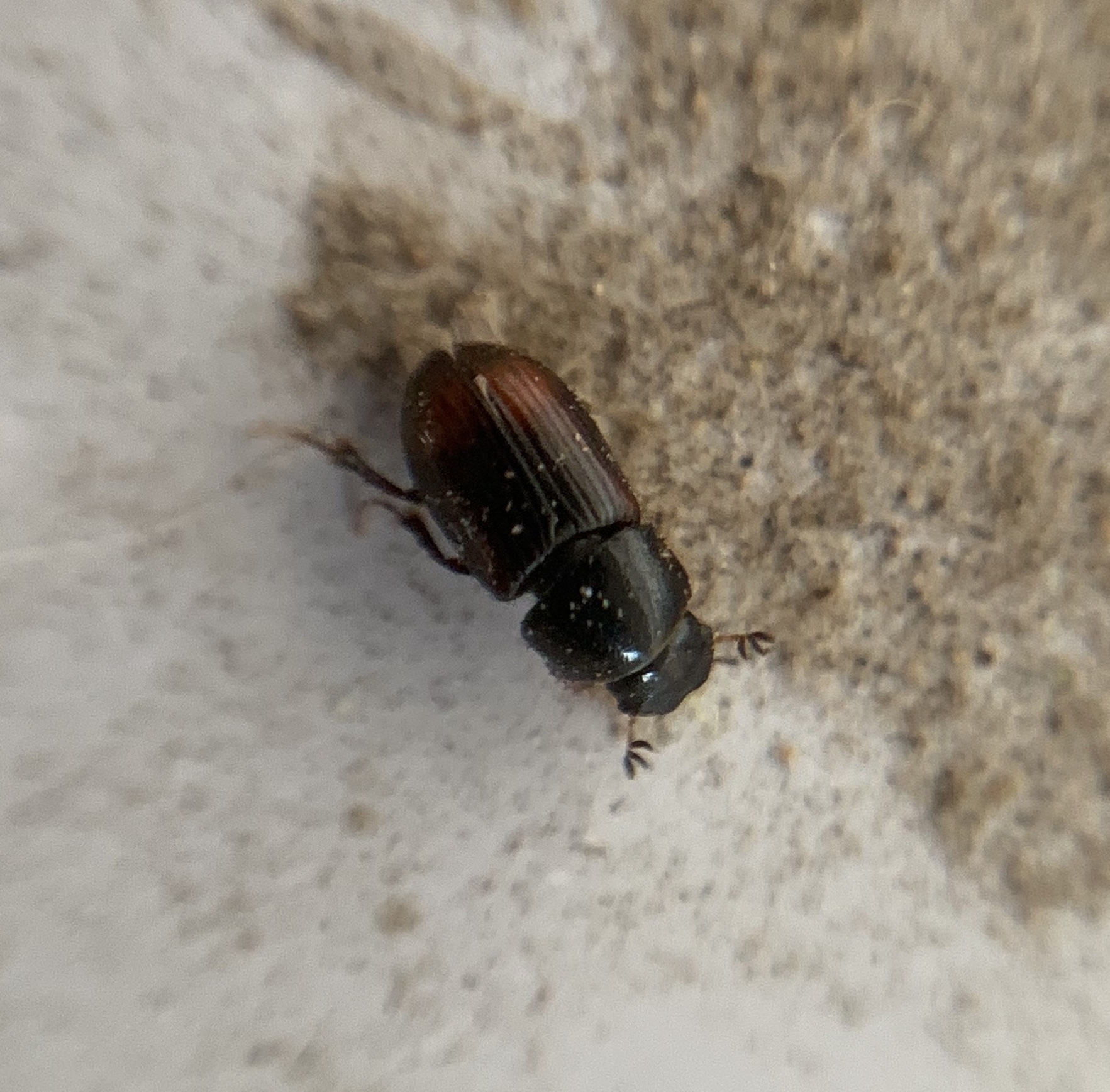 Phalacronothus biguttatus - kétfoltos trágyabogár