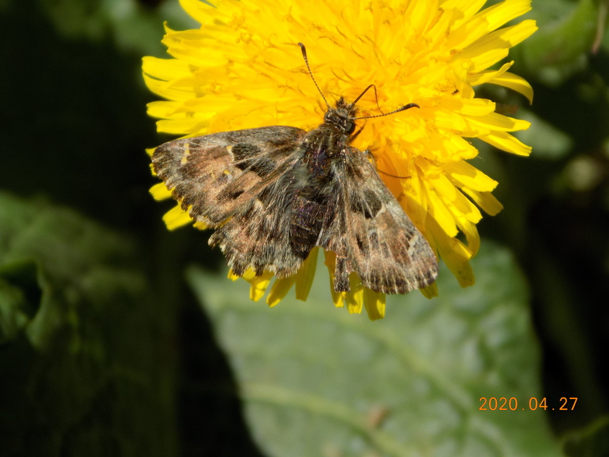 Carcharodus alceae - mályva-busalepke